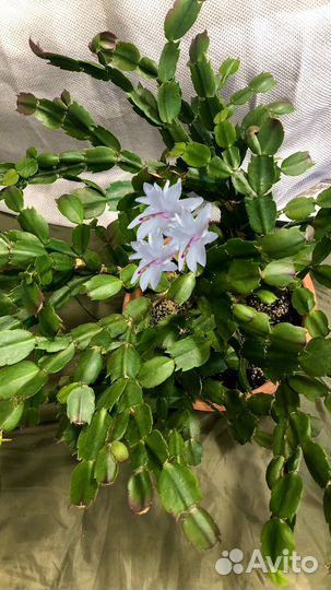 Декабрист шлюмбергера белый