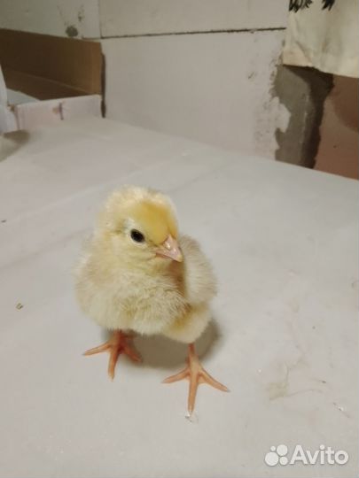 Цыпленок