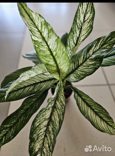 Спацифиллум Сенсация варигатная в наличие 1 шт