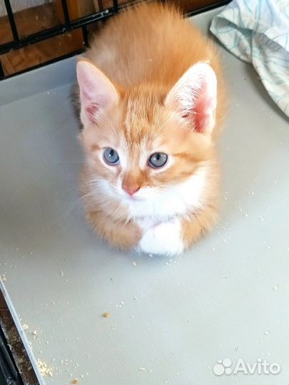 Котенок мальчик 1,5 мес