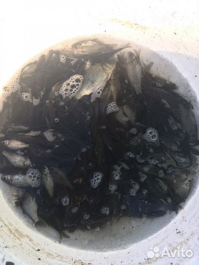 Живец для рыбалки