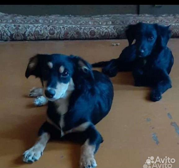 Щенки в добрые руки