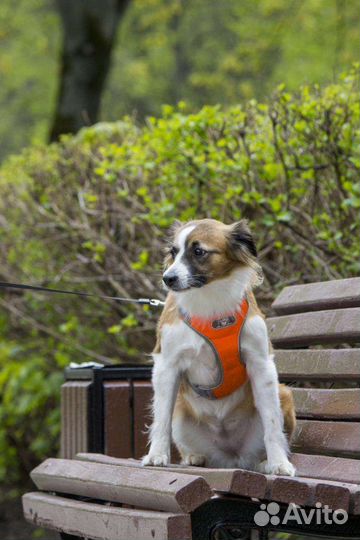 Маленькая собачка в добрые руки