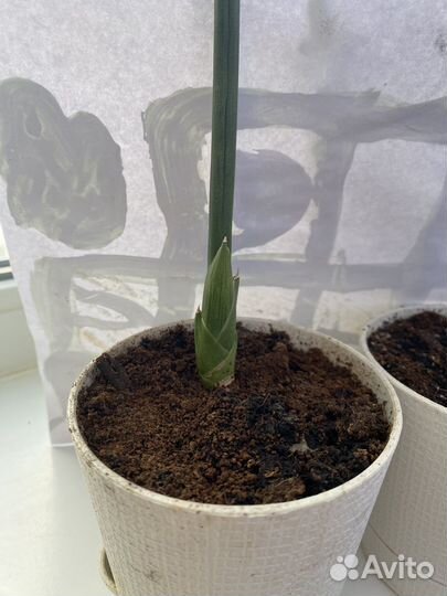 Сансевиерия