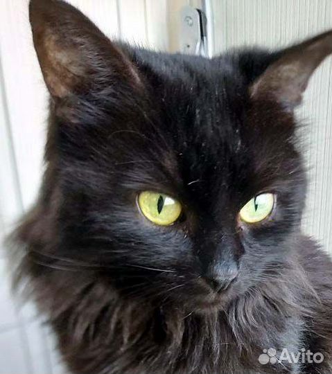 Семейство миниатюрных котиков в поисках хозяев