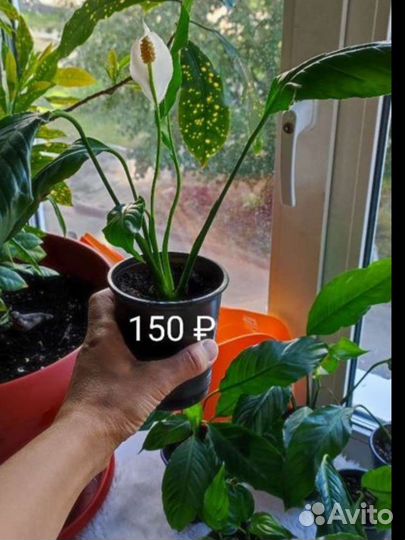 Спатифиллум (Spathiphyllum spp.)