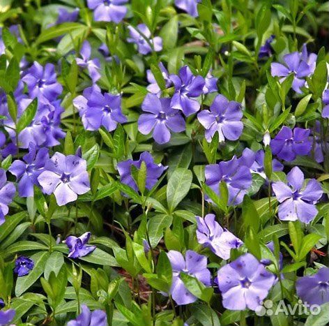 Барвинок крупноцветковый