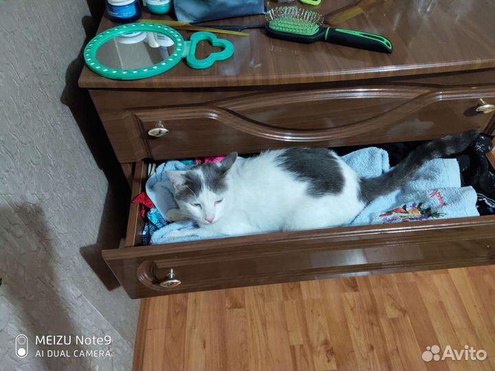 Кота ждут дома