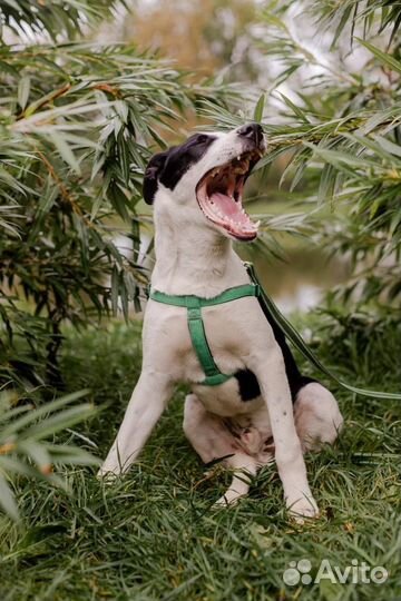 Рэм в прите