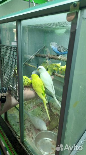 Волнистый попугай