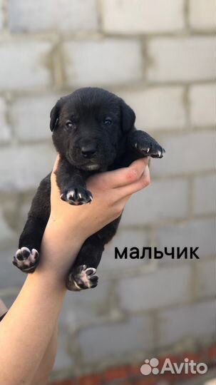 Щенки помесь