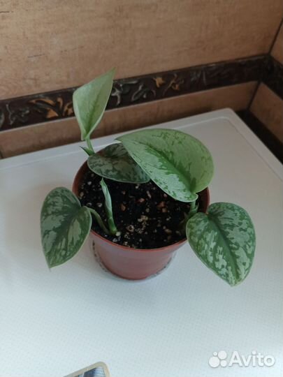 Сциндапсус Треби