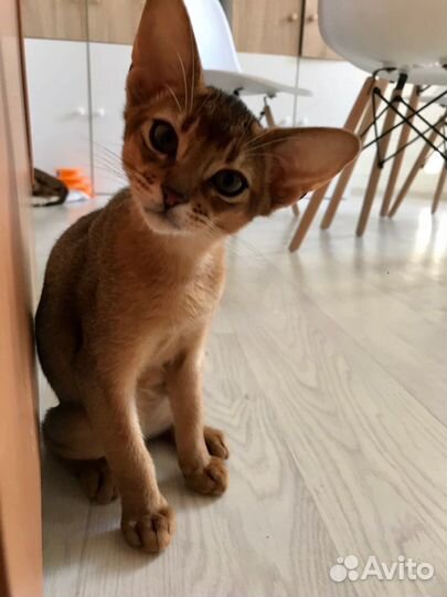 Абиссинские котята