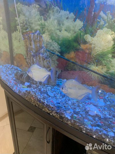 Аквариумные рыбки