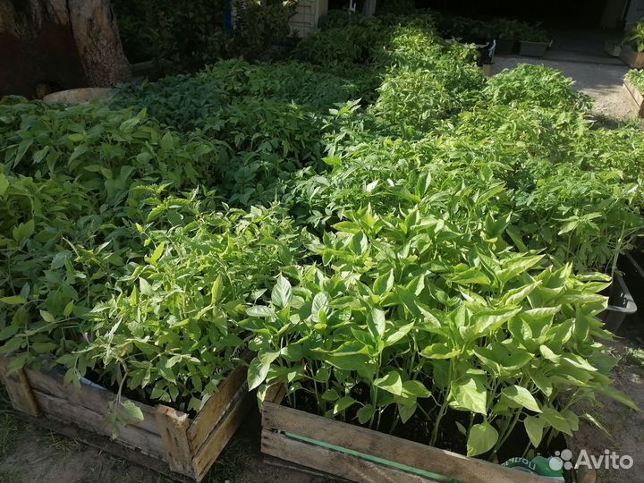 Рассада помидоров, перцев, базилика