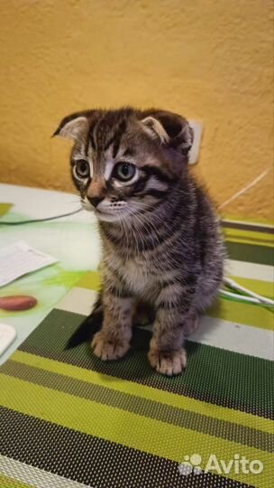 Шотландская вислоухая