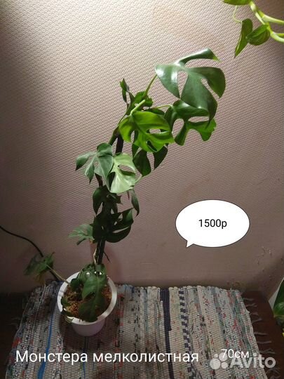 Монстера мелколистная
