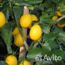 Саженцы лимона