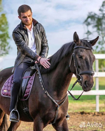 Верховая езда. Иппотерапия. Прогулки