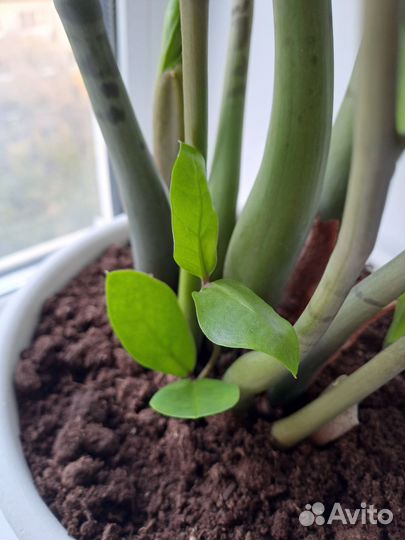 Замиокулькас