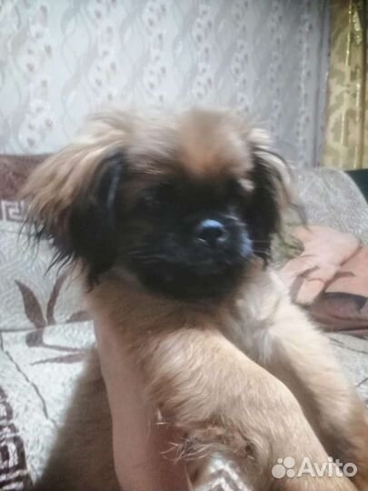 Щенок пекинеса девочка