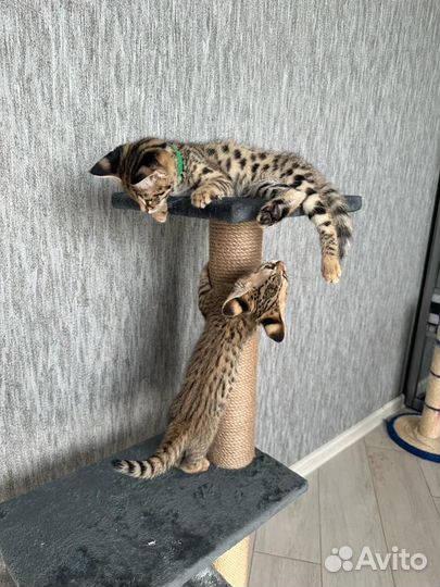 Саванна ф1 Ашера