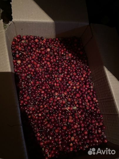 Клюква свежая ручной сборки