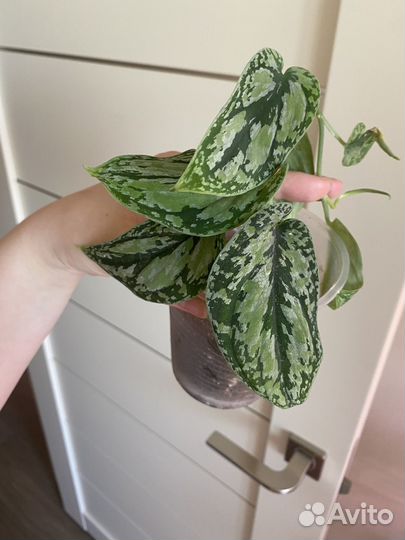 Сциндапсус триколор, треби