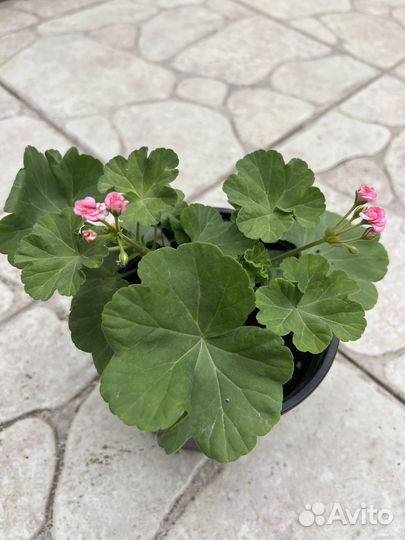 Пеларгония герань