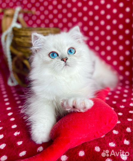 Роскошная синеглазая Принцесска)