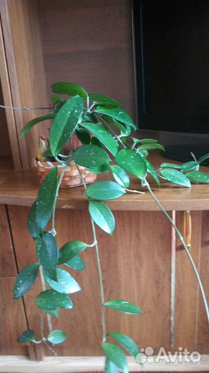 Молочай,хойя,фикус,сингониум,замиокулькас