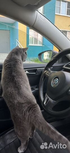 В добрые руки