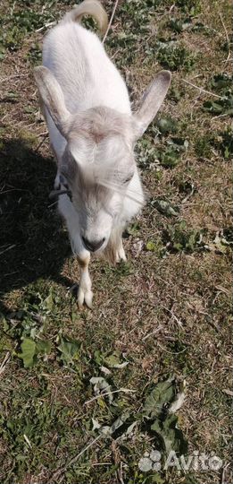 Продаю козла комолый зааненский,козочку