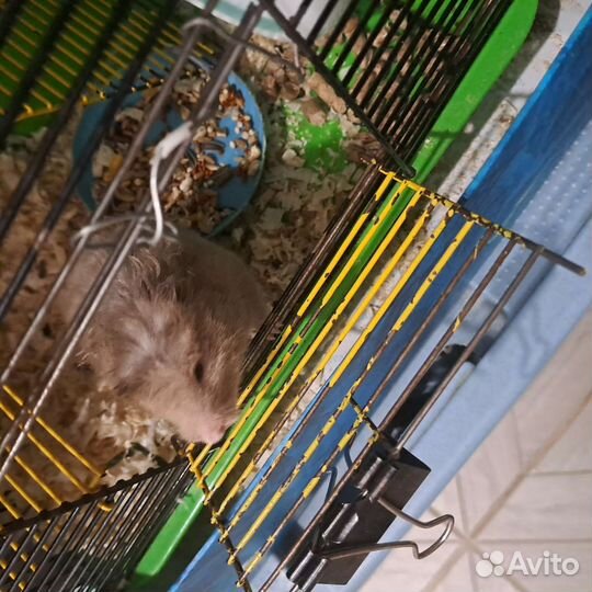 Сирийский хомяк с клеткой бесплатно