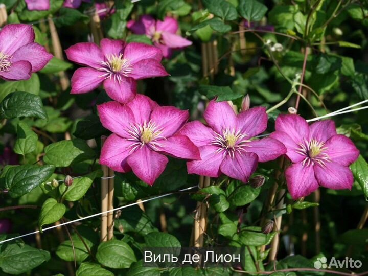 Клематисы саженцы