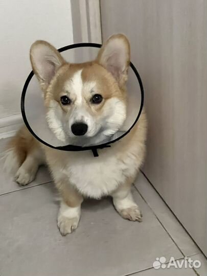 Мальчишка Корги