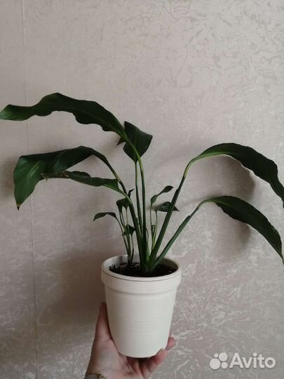 Спатифиллум