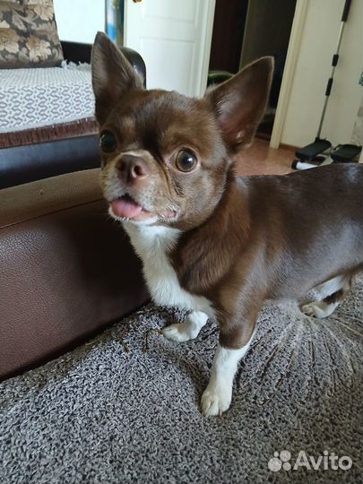 Вязка собак чихуахуа