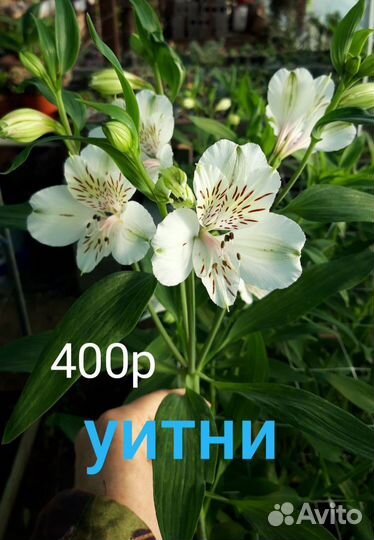 Саженцы альстромерии