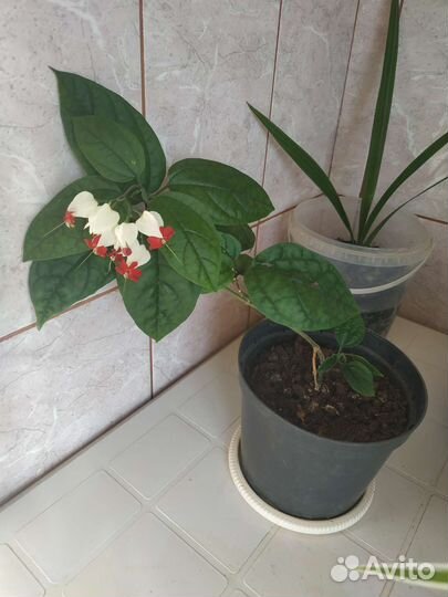 Клеродендрум