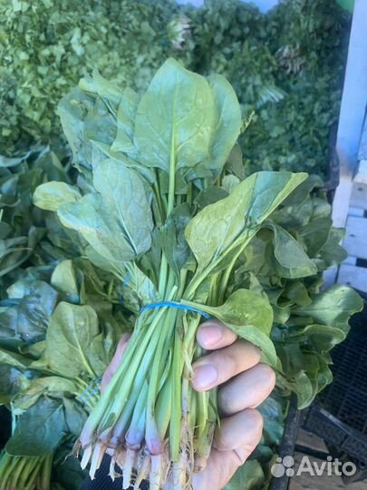 Шпинат свежий