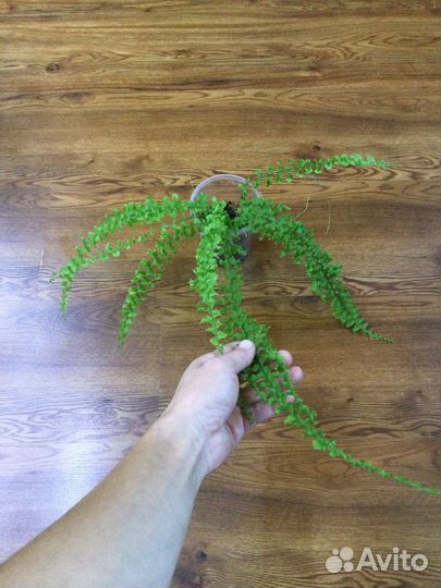 Папоротник нефролепис Дассада