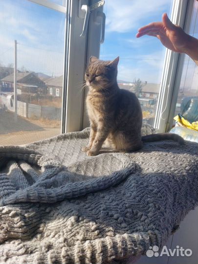 Британская кошка в дар