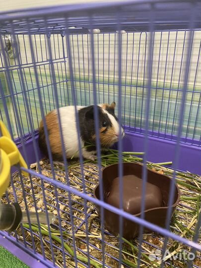 Морская свинка с клеткой