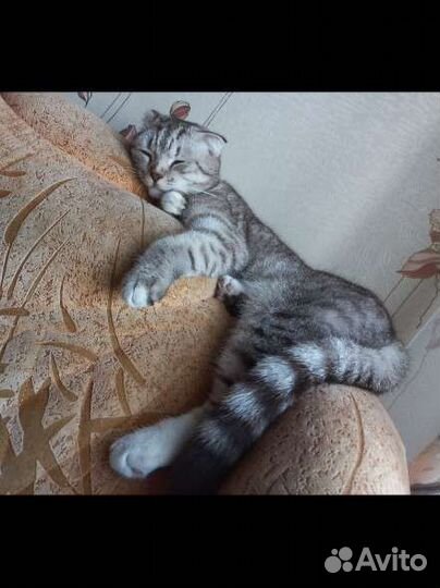 Передержка животных на время отпуска