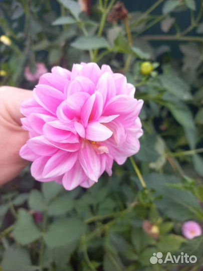 Георгины клубни