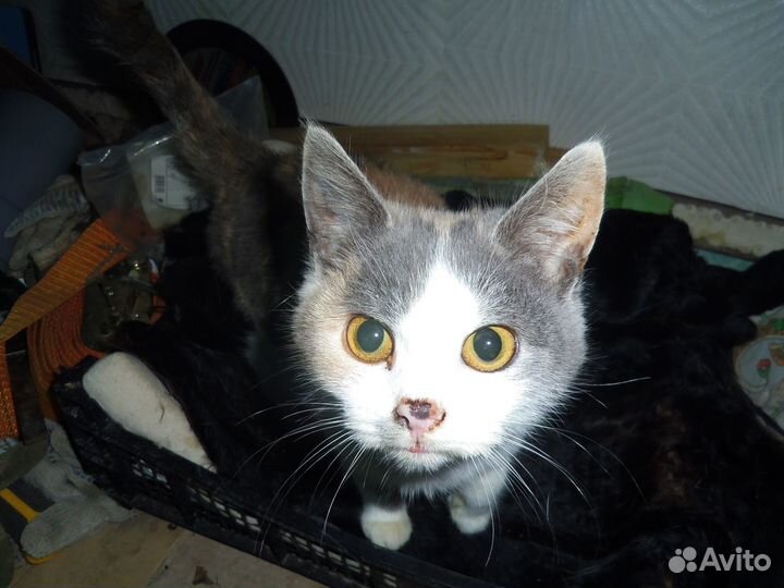 Котенок девочка бесплатно