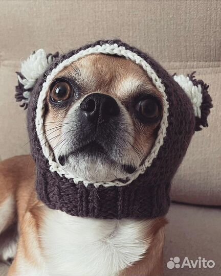 Шапки для собачек мелких пород
