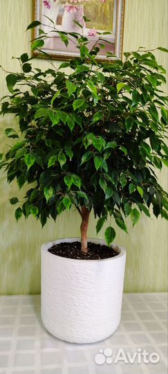 Фикус бенджамина