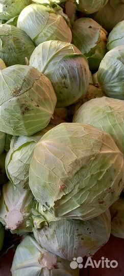 Капуста засолочная